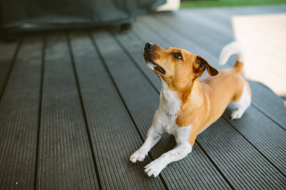 Pros of Rubber Surfaces for Pets